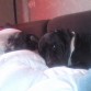 my dogss durmiendo